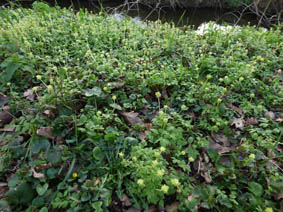 Adoxa moschatellina